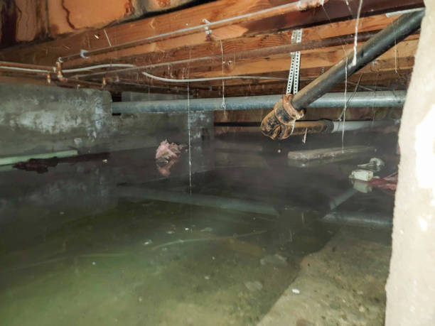 Best Water damage cleanup near me  in Monongahela, PA